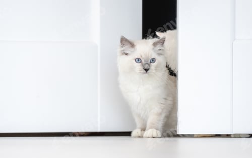 Preview: Ragdoll cat in light room
