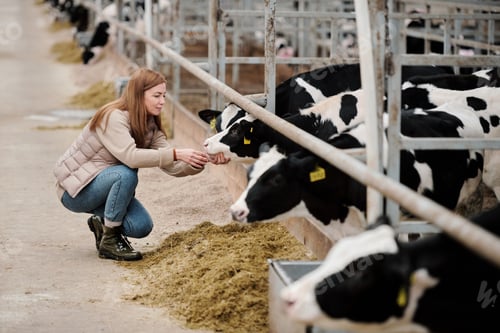 Preview: Woman taking care of cows at farm