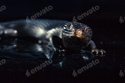 Preview: Black blue tongued lizard in wet dark shiny environement
