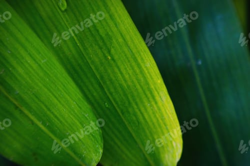 Preview: Palm tree green leaves texture background