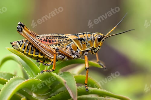 Preview: Macro image of a yellow locust.