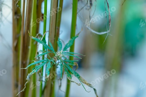Preview: Cannabis. Marijuana. Windowsill.
