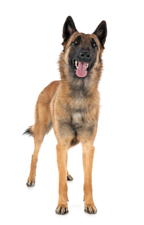 Preview: malinois in studio