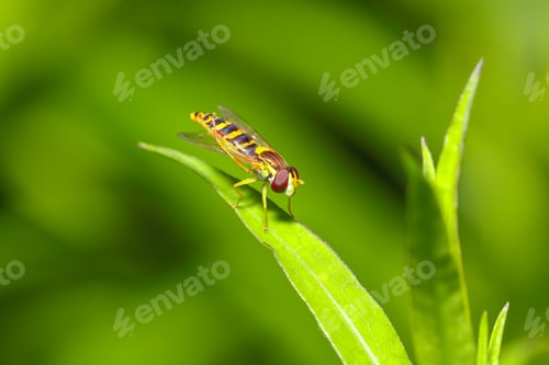 Preview: Amazing view of Bee-fly close-up on a leaf.
