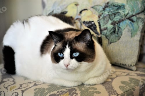 Preview: Ragdoll cat with bright blue eyes
