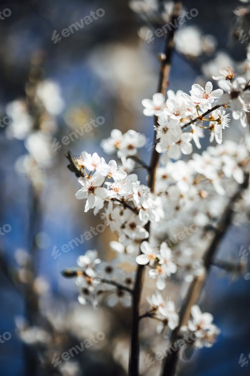 Preview: Closeup of blooming fruit tree branch with white little flowers