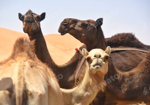 Preview: Three desert wilderness beasts camels stand tall together in the hot afternoon sun