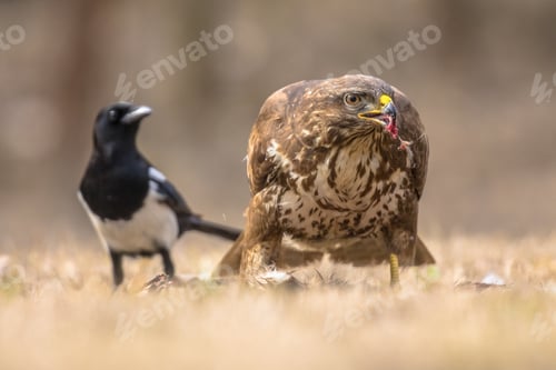 Preview: Common Buzzard with prey