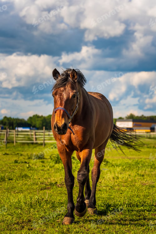 Preview: Beautiful horse grazing in lush green sunlit pasture outdoors summer running towards camera