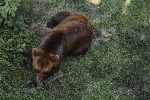 Preview: Picture of a big brown bear
