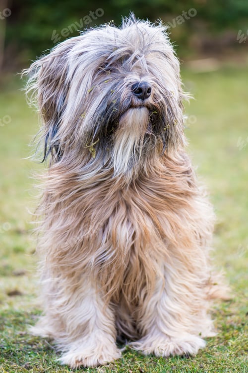 Preview: Tibetan Terrier