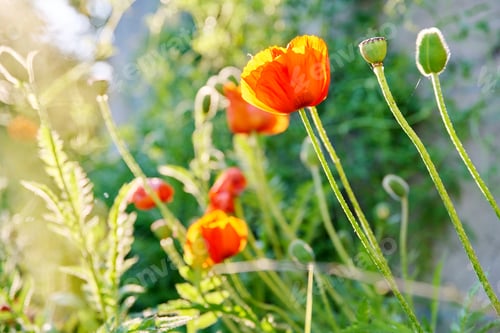 Preview: Poppy Flowers in a Field on a Sunny Day