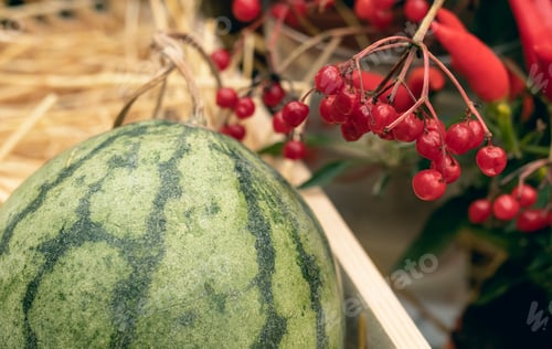 Preview: harvest of watermelons in a wooden box in the garden