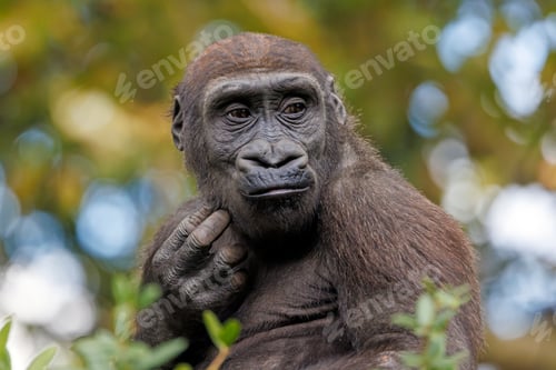 Preview: The western lowland gorilla (Gorilla gorilla gorilla)