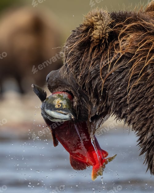 Preview: Brown Bear Fishing for Salmon in Katmai, Alaksa