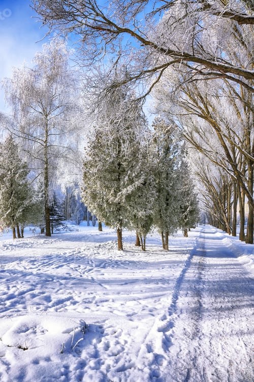 Preview: Snow-covered trees in the city park