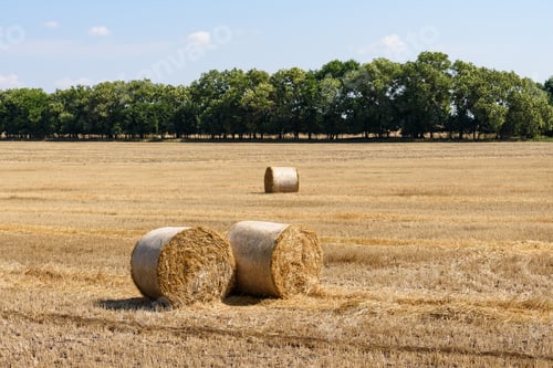 Preview: Bales of straw on the field