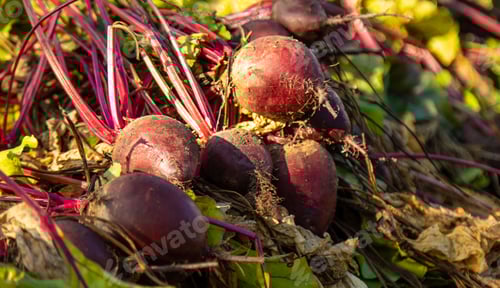 Preview: Beet harvest in the garden. Selective focus.