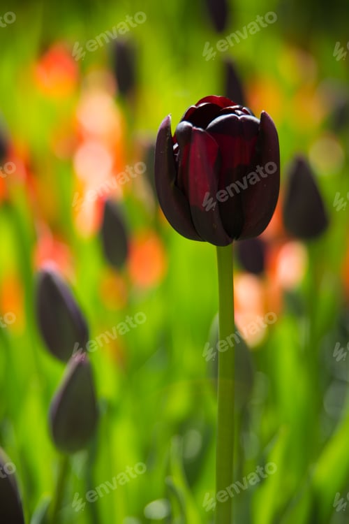Preview: Single purple tulip
