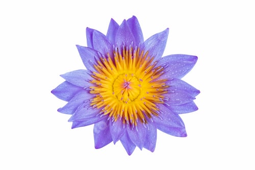 Blooming Purple Lotus Flower with Yellow Center