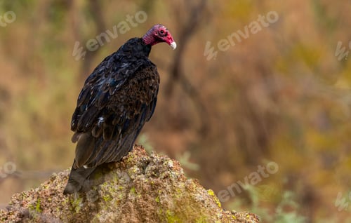 Preview: Closeup of a Turkey Vulture at Lower Salt River in Arizona