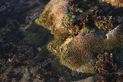 Preview: Beautiful coral on the beach
