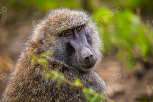 Preview: A primate in Nakuru National Park, Kenya
