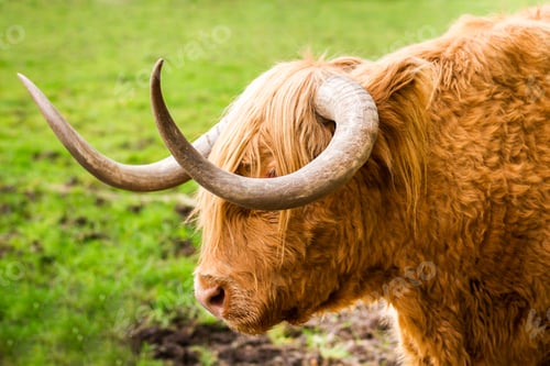 Preview: Close-up of Highland Cattle in Glencoe