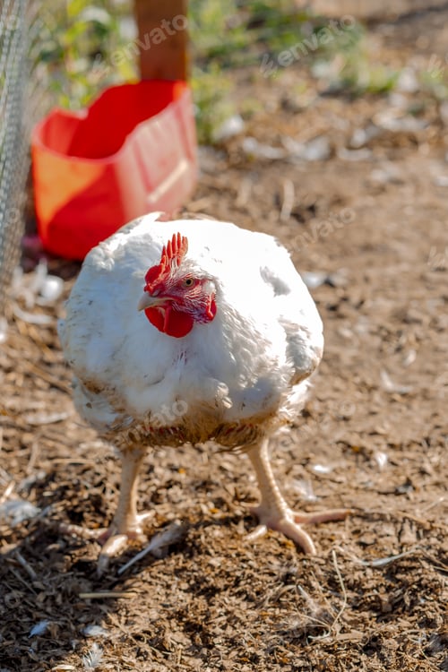 Preview: Poultry yard with domestic hens, roosters, geese. Bird rooster walk on rural organic nature farm.
