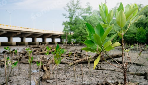 Preview: Green mangrove tree planting in mangrove forest. Mangrove ecosystem. Natural carbon sinks. Mangroves