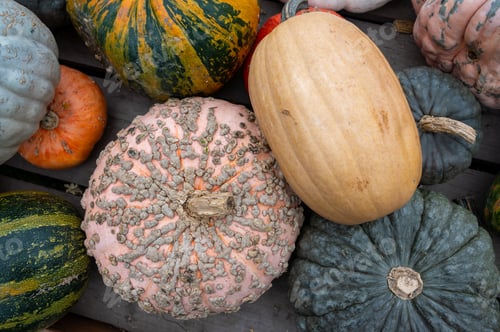 Preview: Close-up pile of pumpkins Fresh orange pumpkins stacked tightly