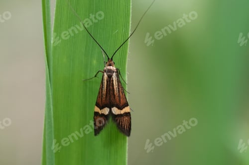 Preview: Closeup on a European yellow-barred longhorn moth, Nemophora degeerellahanging on a straw of grass