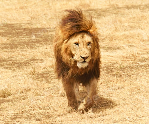 Preview: A Best wildlife destinations in the world