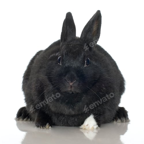 Preview: black Rabbit