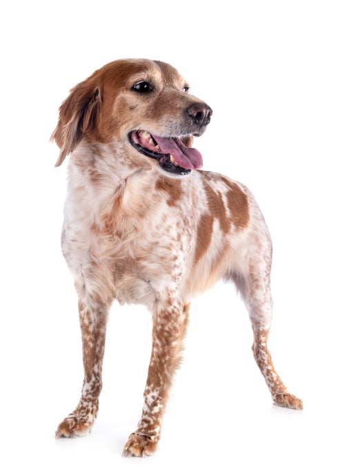 Preview: brittany dog in studio