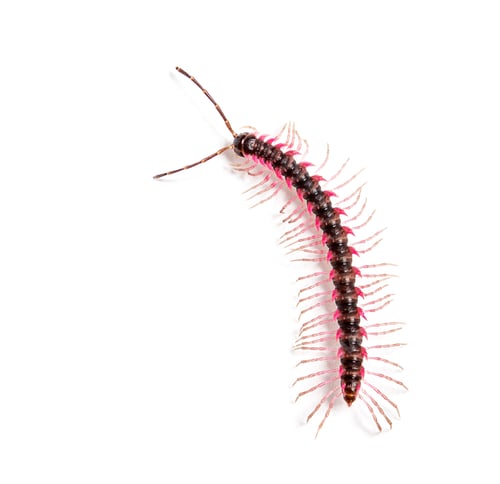 Preview: Top view of a Desmoxytes planata Millipede, isolated on white background