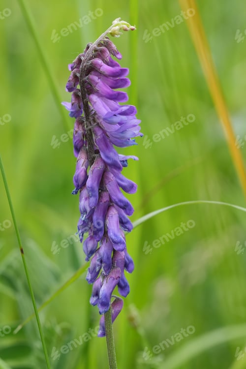 Preview: Closeup on a purple bird vetch wildflower, Vicia cracca in a meadow