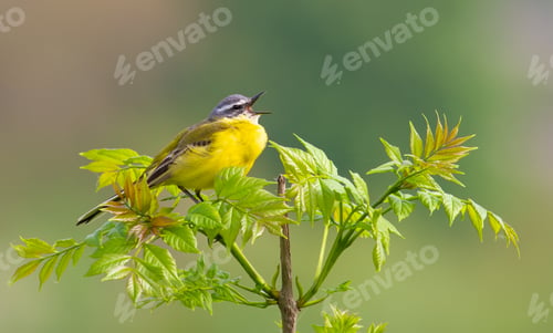 Preview: Western yellow wagtail, Motacilla flava. The bird sits on top of a young tree and sings.
