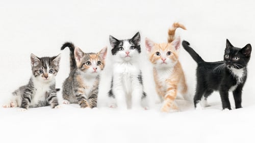 Preview: cat, kitten, pet, isolate