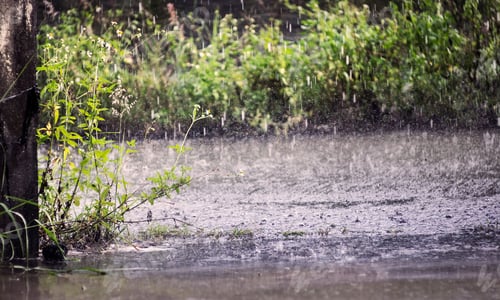 Preview: Scenic view of lush green grass with raindrops on a rainy day