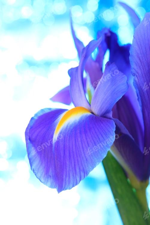 Preview: Beautiful blue iris flowers background