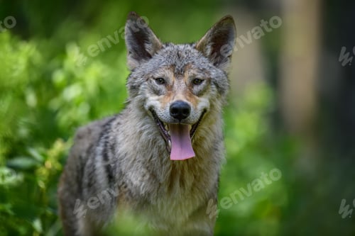 Preview: Wolf portrait in summer forest. Wildlife scene from nature