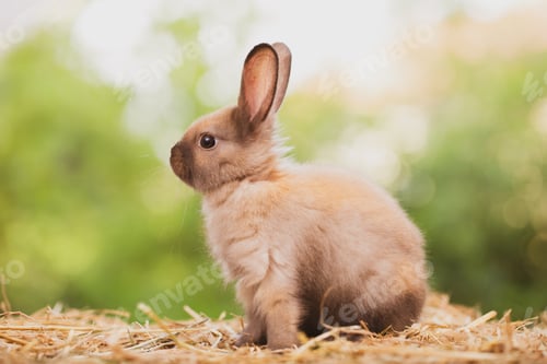Preview: cute animal pet rabbit or bunny white or brown color for easter in natural easter celebration
