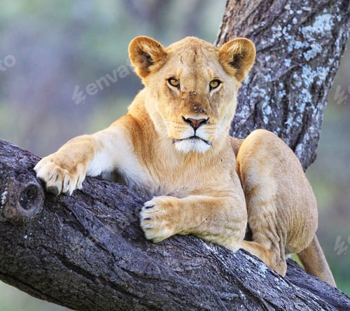 Preview: Best wildlife experiences in the world