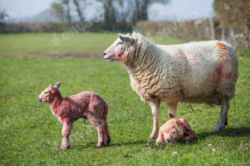 Preview: Ewe and two newborn lambs on a pasture.