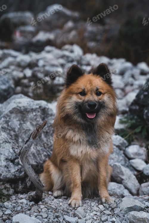 Preview: Cute dog sitting on stony ground