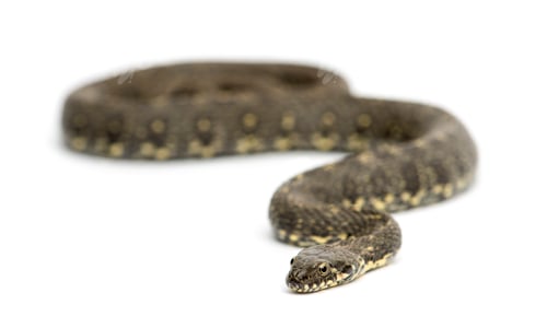 Preview: Green Whip Snake, Hierophis viridiflavus, isolated on white