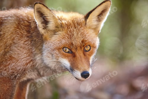 Preview: Fox head with green background. Wildlife in the forest