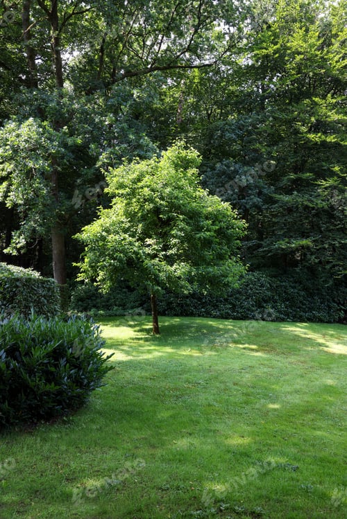 Preview: Beautiful lawn with green grass and bushes outdoors