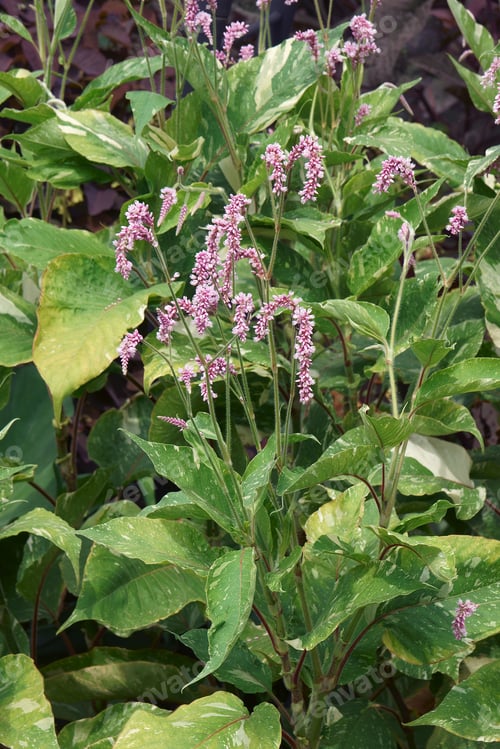 Preview: Variegated Kiss Me Over The Garden Gate (Persicaria Orientalis 'Shiro-Gane Nishiki')